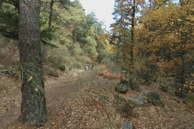 Sendero Abedular de Canencia